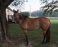 quarter-horse-for-sale