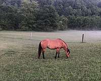 quarter-horse