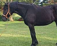 percheron-gelding