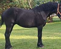 percheron-horse-for-sale