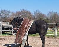 percheron-horse