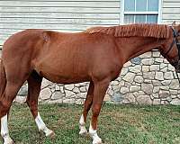 hj-warmblood-horse