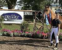 dressage-warmblood-horse