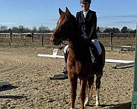 eventing-warmblood-horse