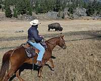 142h-missouri-fox-trotter-horse