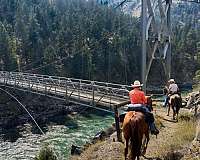 camping-missouri-fox-trotter-horse