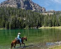 9-years-old-missouri-fox-trotter-horse