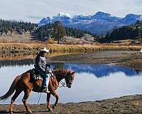 mountain-riding-missouri-fox-trotter-horse