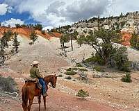 9-years-old-gelding