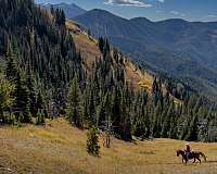 missouri-foxtrotter-fox-trotter-horse