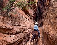 gelding-missouri-fox-trotter-horse