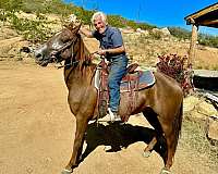 age-kentucky-mountain-horse
