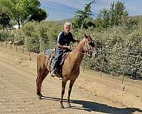 beautiful-kentucky-mountain-horse