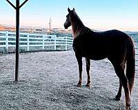 chestnut-white-star-on-forehead-horse