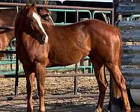futurity-prospect-mare