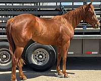 dual-rey-quarter-horse