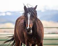active-gypsy-vanner-horse