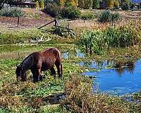 bay-mare-gypsy-vanner-horse