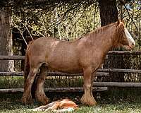 chestnut-roany-with-bald-face-high-white-socks-horse