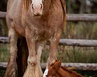 points-gypsy-vanner-horse