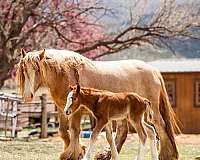 roany-with-bald-face-high-white-socks-horse