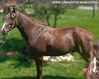 all-tennessee-walking-horse