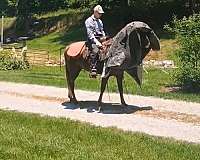 all-around-tennessee-walking-horse