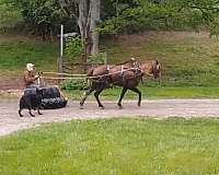 anyone-tennessee-walking-horse