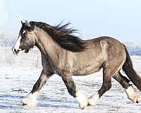 bay-gypsy-horse