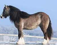 bay-gypsy-mare