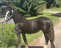 black-yearling-gypsy-vanner-horse
