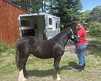 black-yearling-filly