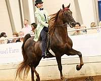 adults-saddlebred-horse
