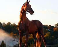 built-saddlebred-horse