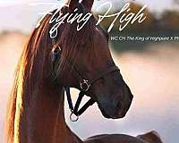 liver-chestnut-asha-horse