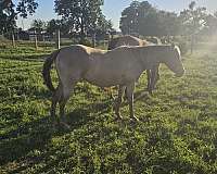 champagne-quarter-horse-broodmare
