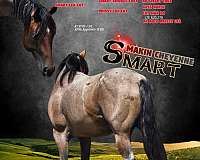 champagne-broodmare-for-sale