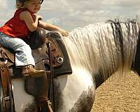 gcdha-gelding