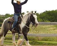 gcdha-gypsy-vanner-gelding