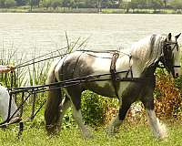gcdha-gypsy-vanner-horse