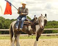 gcdha-horse