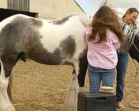 piebald-gcdha-horse