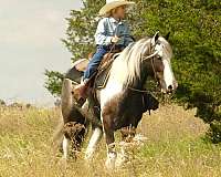 dressage-gypsy-vanner-horse