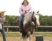 driving-gypsy-vanner-horse