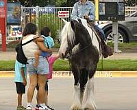 husband-safe-gypsy-vanner-horse