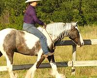 kid-safe-gypsy-vanner-horse