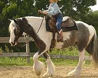 ridden-english-gypsy-vanner-horse