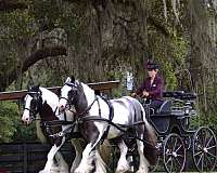 ridden-western-gypsy-vanner-horse