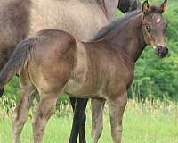 star-2-hind-socks-horse