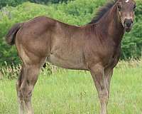 black-star-2-hind-socks-horse